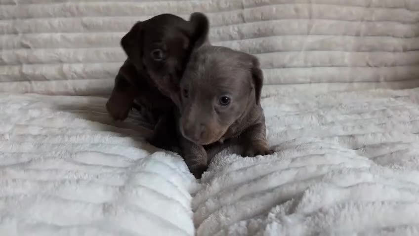 Miniature Dachshund dogs for sale: 1 x boy 1 x girl miniature sausages - Video 1