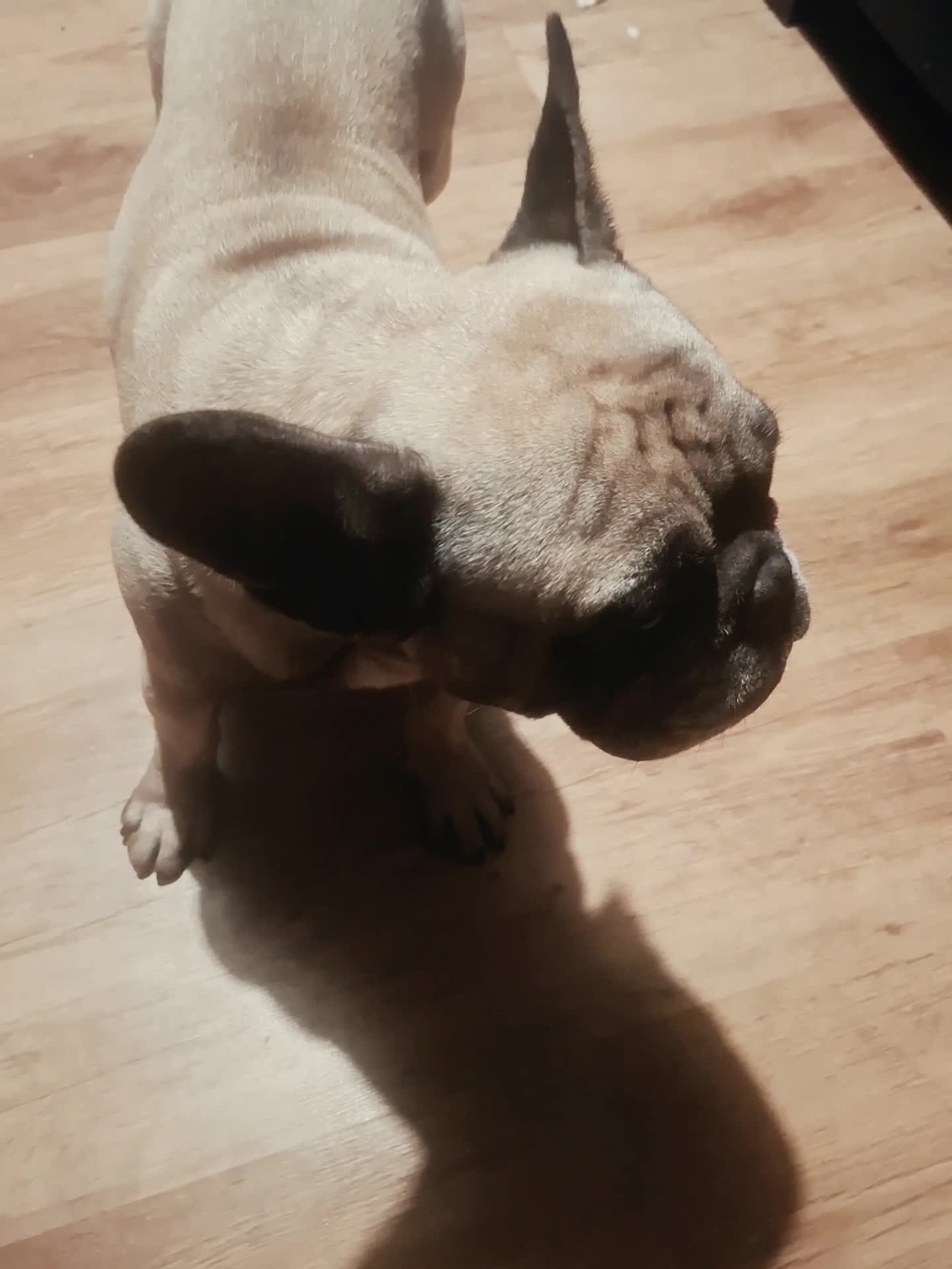 French Bulldog dogs for stud: Mr Rex in Great Yarmouth - Video 1