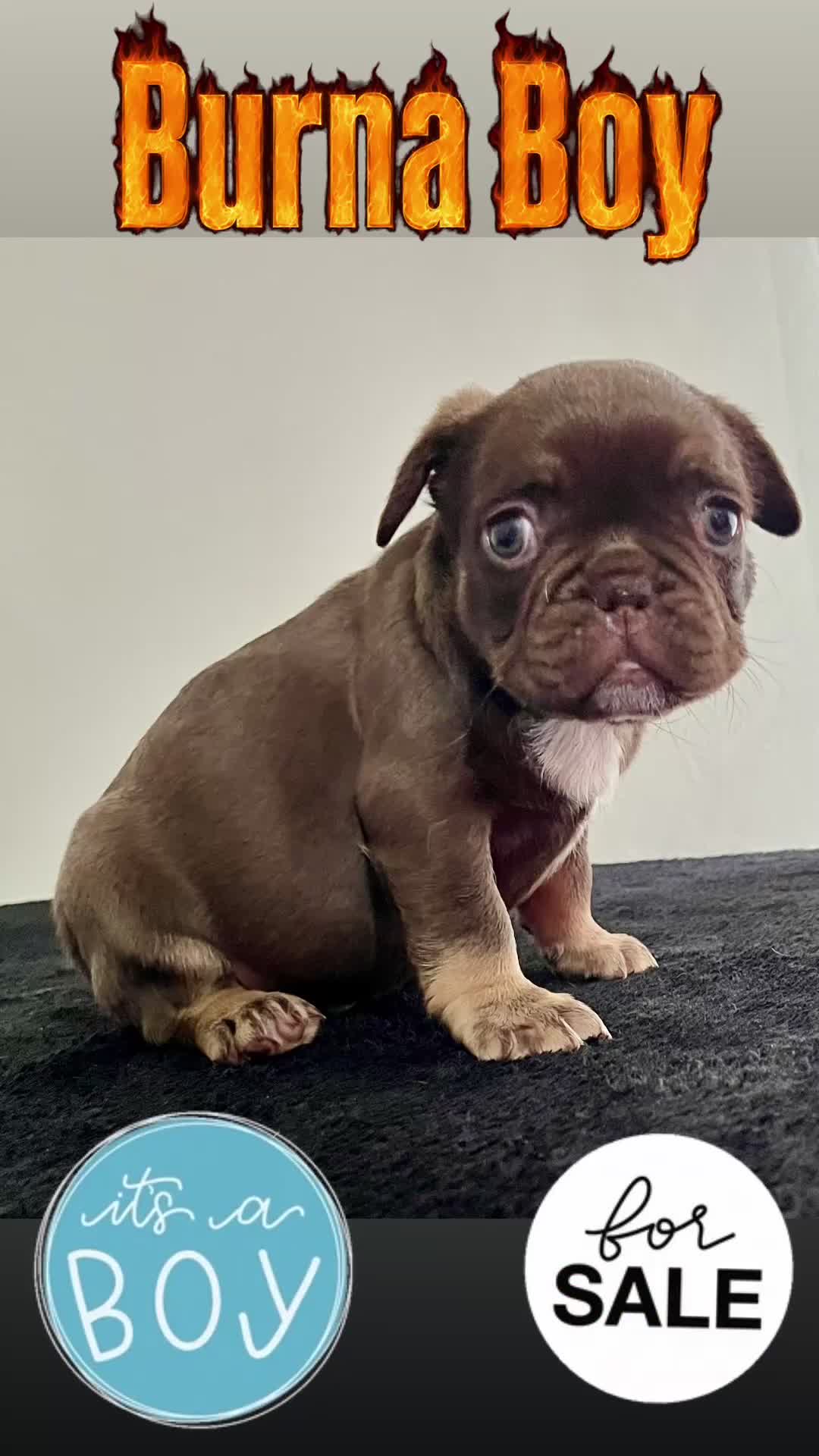 French Bulldog dogs for sale: 4 rojo male frenchie puppys - Video 2