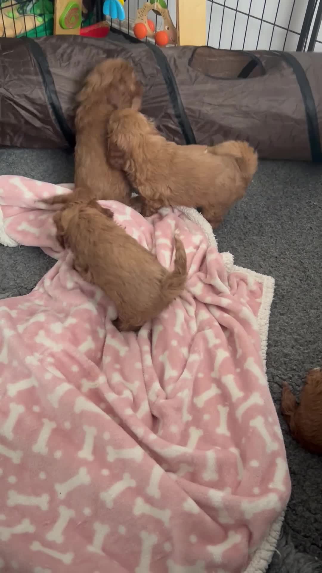 Cavapoo dogs for sale: SUPER EXTENSIVELY HEALTH TESTED 200+ DNA CLEAR 🐶 - Video 2