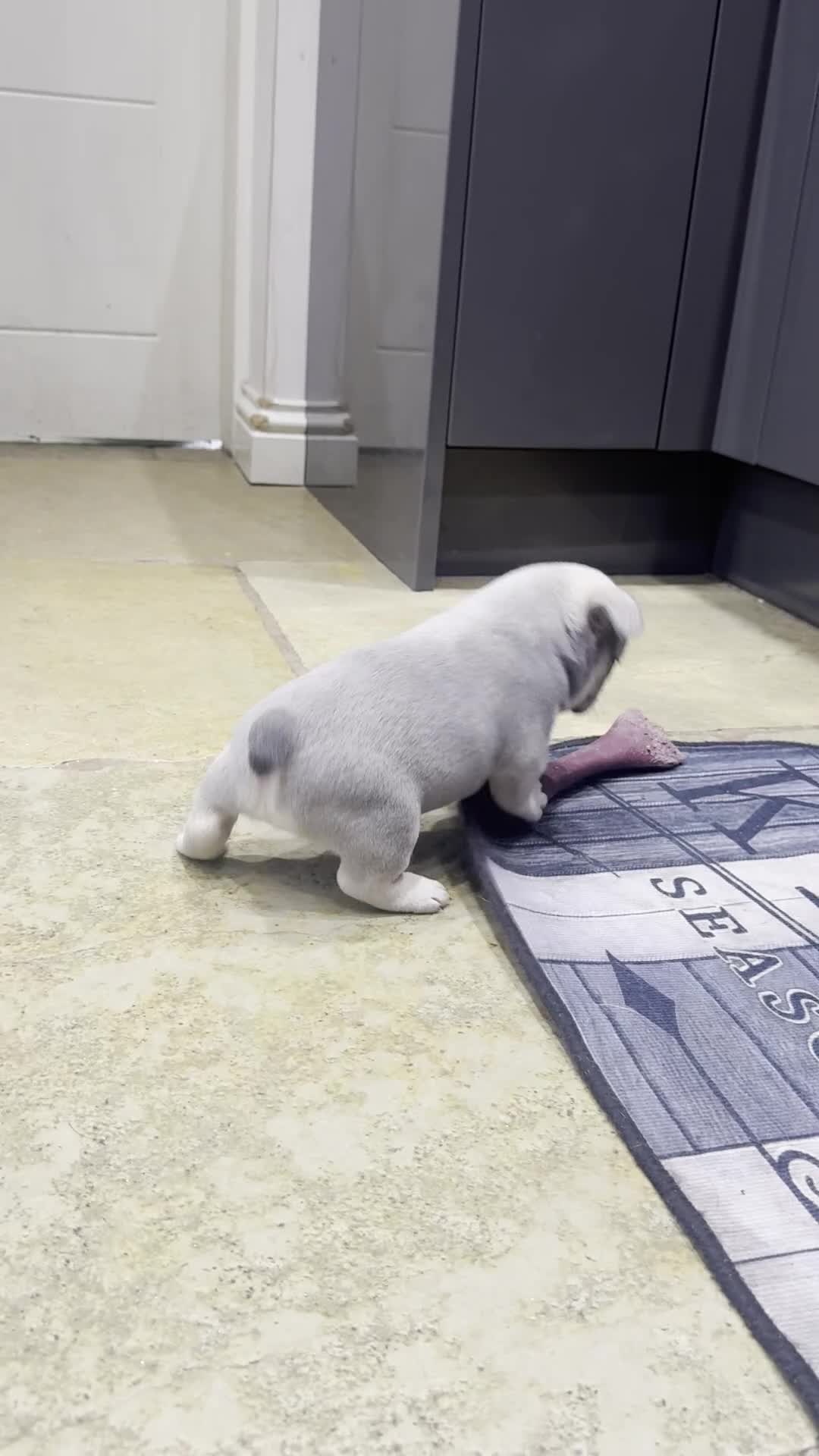 French Bulldog dogs for sale: 5* FRENCH BULLDOGS FOR SALE! - Video 3