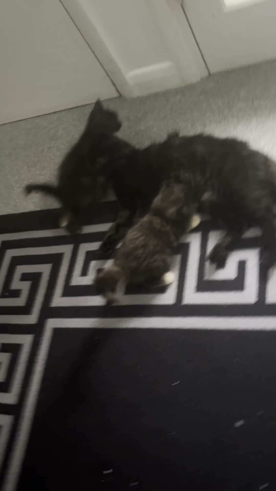Ragdoll cats for sale: Beautiful Tortoisshell girl - Video 2