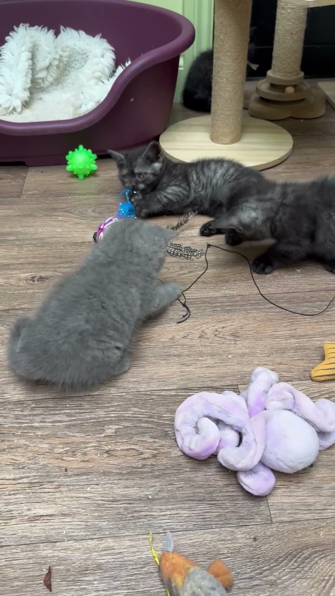 Scottish Fold cats for sale: Ready for rehoming! Registered Scottish striaghts  - Video 3