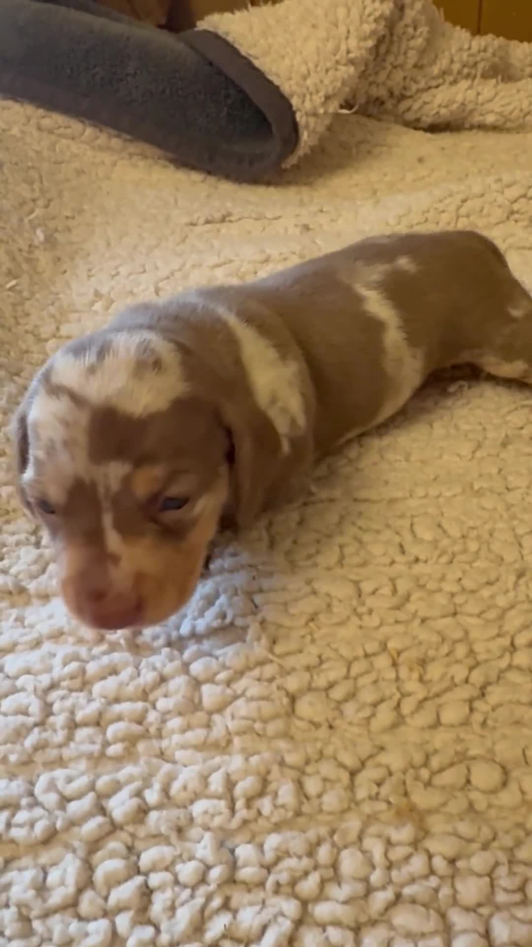 Dachshund dogs for sale: Stunning  pedigree miniature dauchound puppies  - Video 2