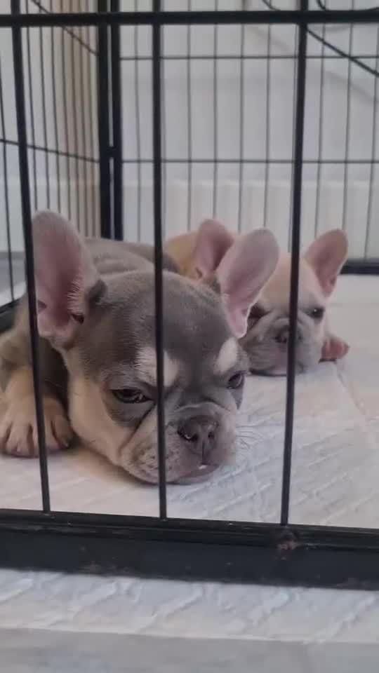 French Bulldog dogs for sale: Lilac puppy boy micro lines  - Video 1