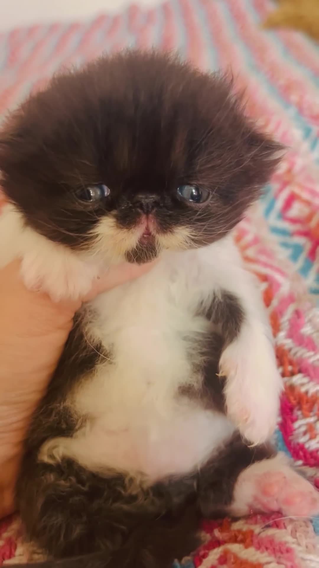 Persian cats for sale: Stunning GCCF Active kittens - Grandchampion lines - Video 2