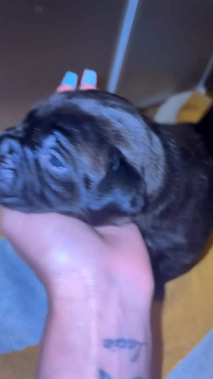 Mixed Breed dogs for sale: Gorgeous cane corso cross puppy’s  - Video 4
