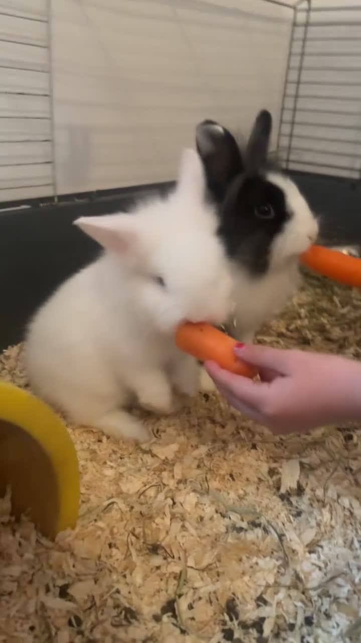 Lionhead rabbits for sale: Pure lionhead babies ready now!  - Video 3
