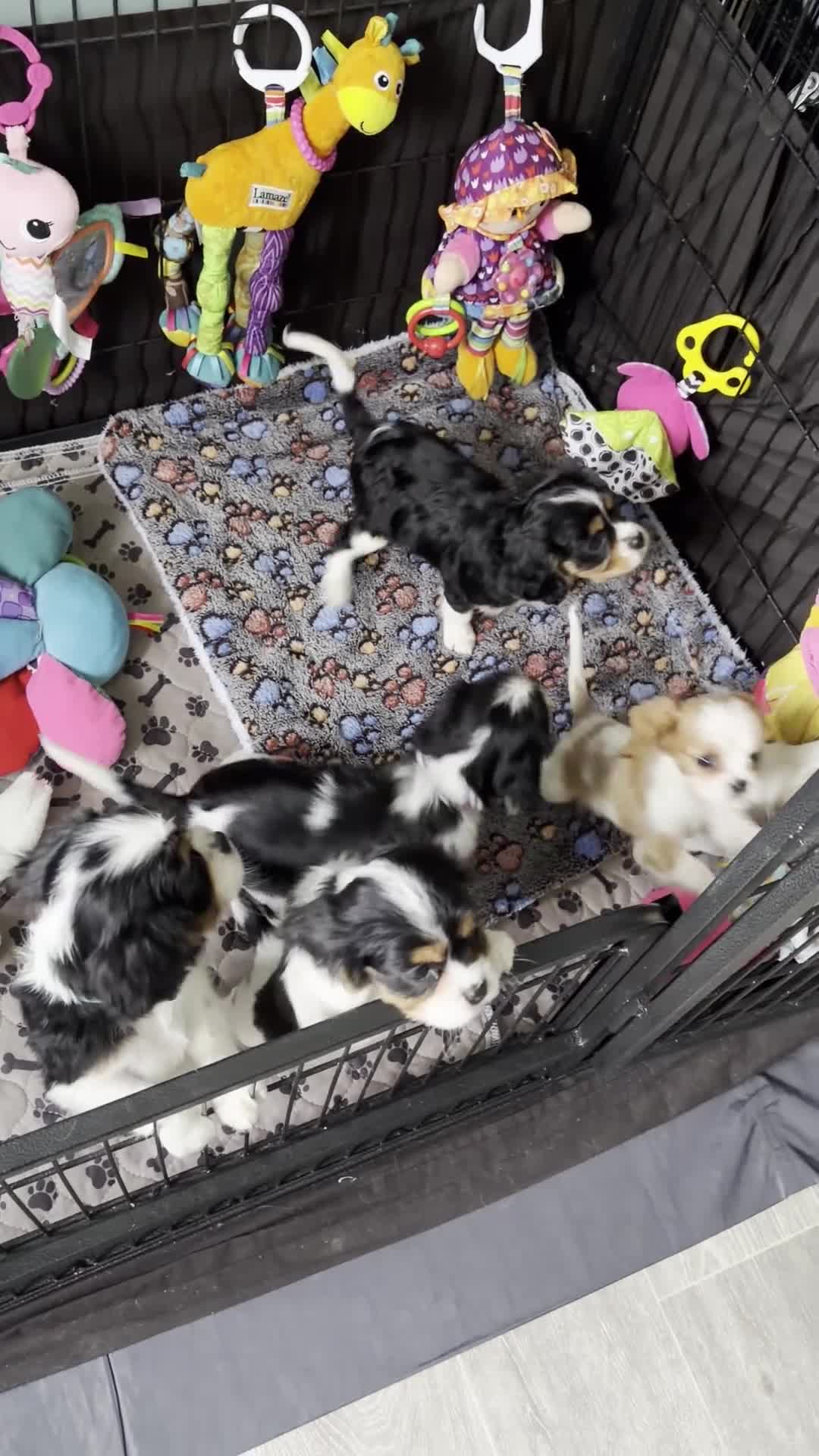 Cavalier King Charles Spaniel dogs for sale: Tri/ Blenheim Cavalier King Charles Puppies ready  - Video 1