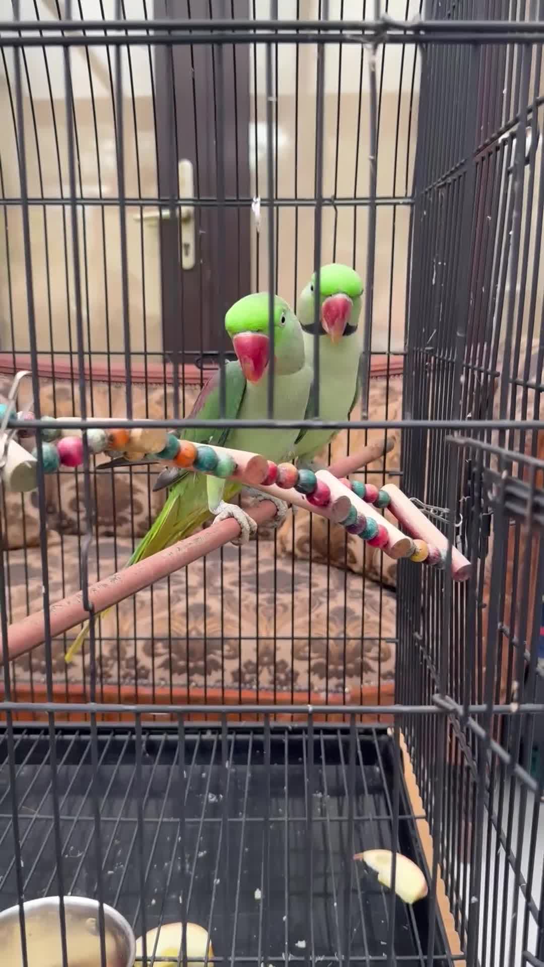 Parrots birds for sale: Pair Of Alexandrine Parrots - Video 1