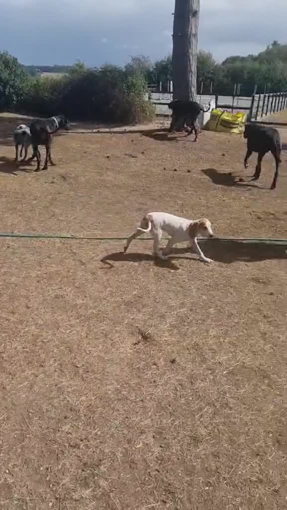 Mixed Breed dogs for adoption: Lucky – The Wibbly Woobly Pointer puppy  - Video 1