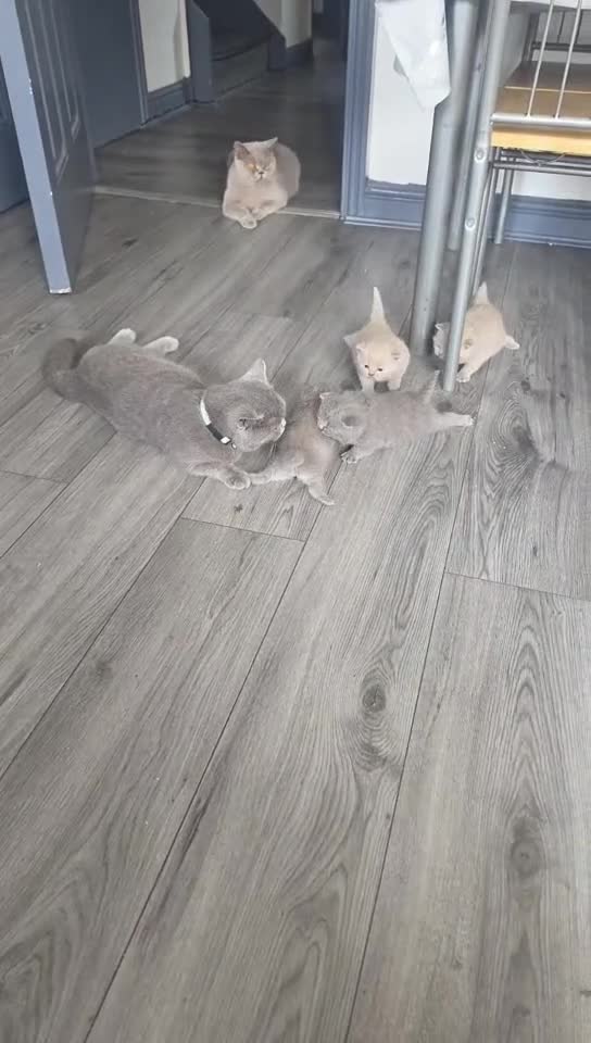 British Shorthair cats for sale: Stunning kittens  - Video 1