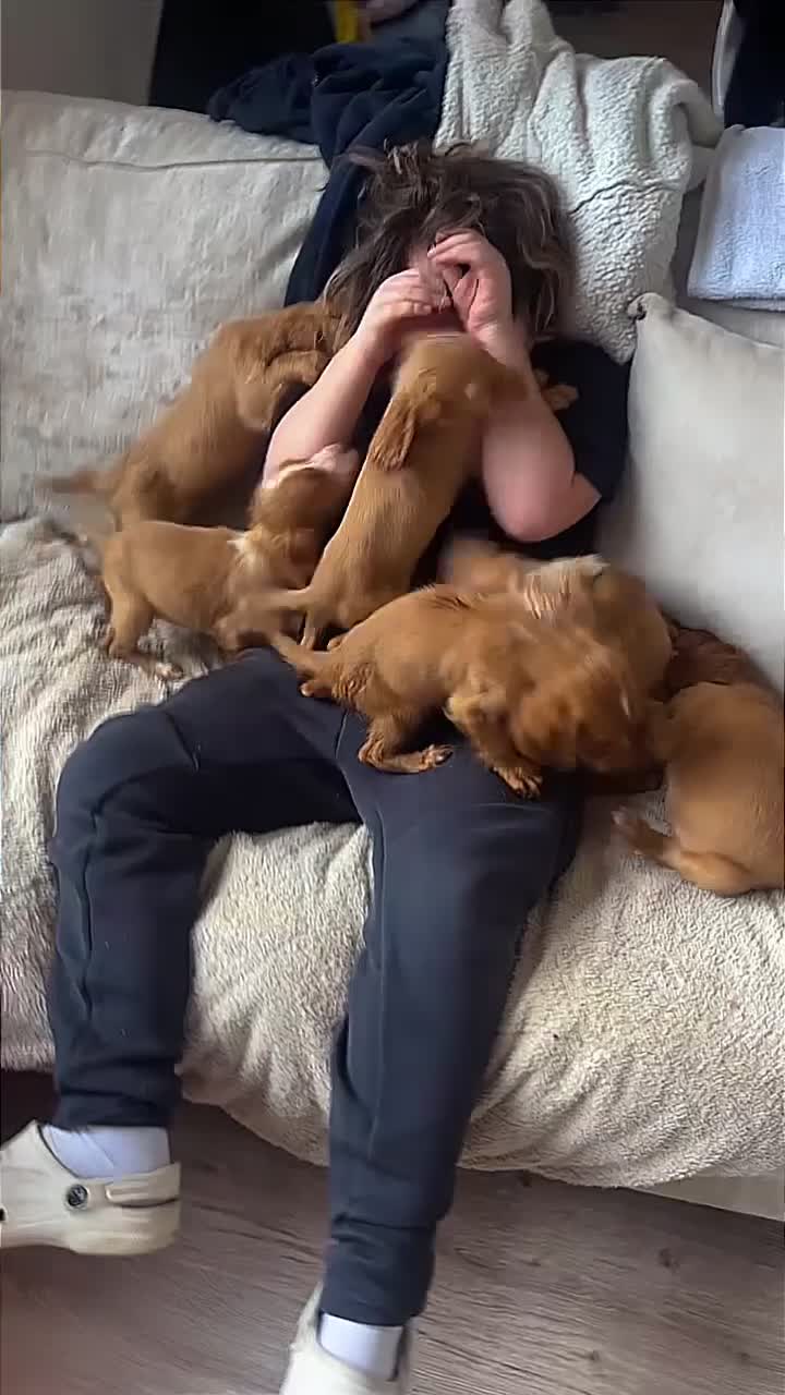 Cocker Spaniel dogs for sale: 6x Cocker Spaniel Puppies - Video 1