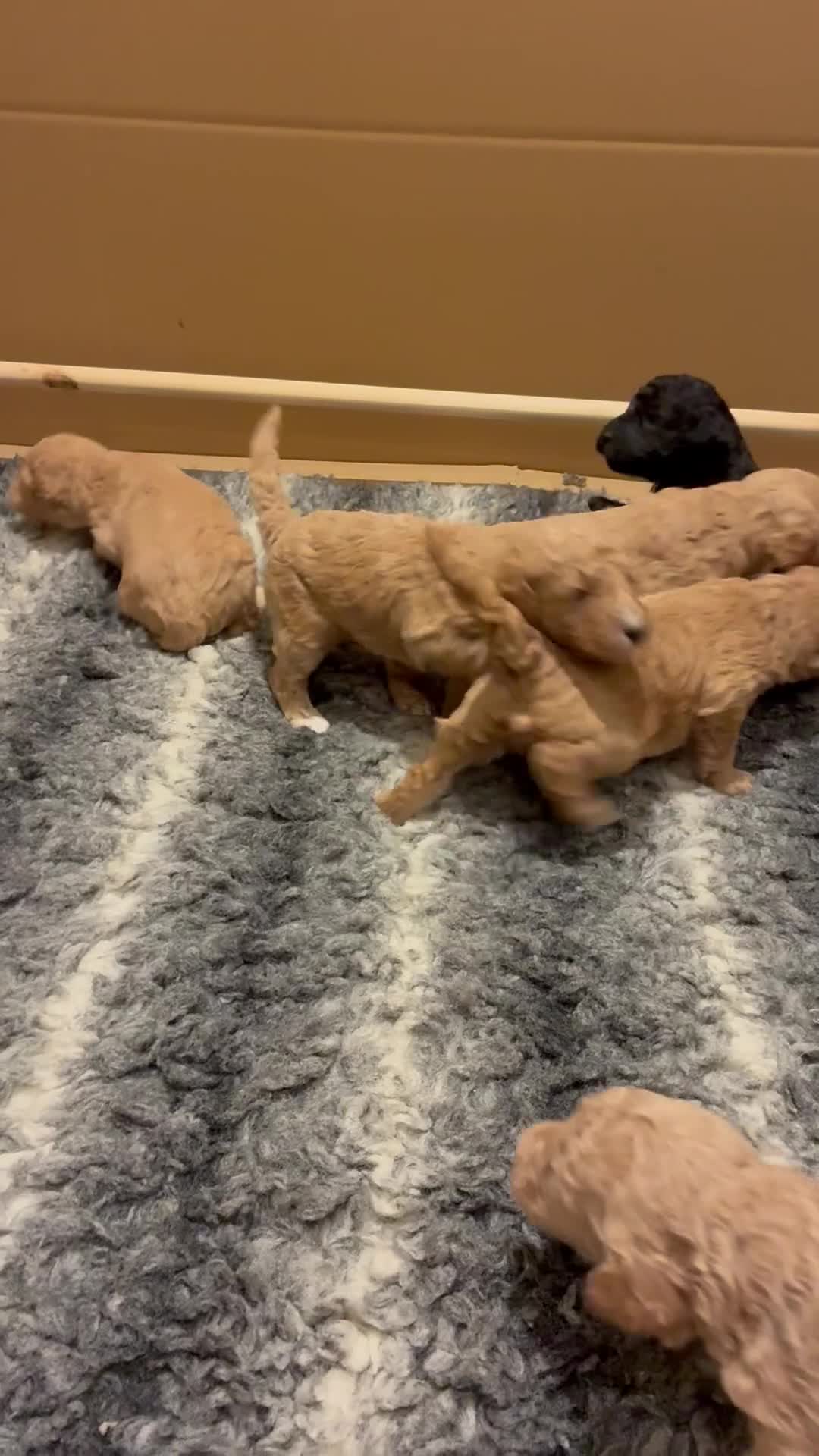 Standard Poodle dogs for sale: Beautiful KC Registered Standard Poodle Puppies - Video 3