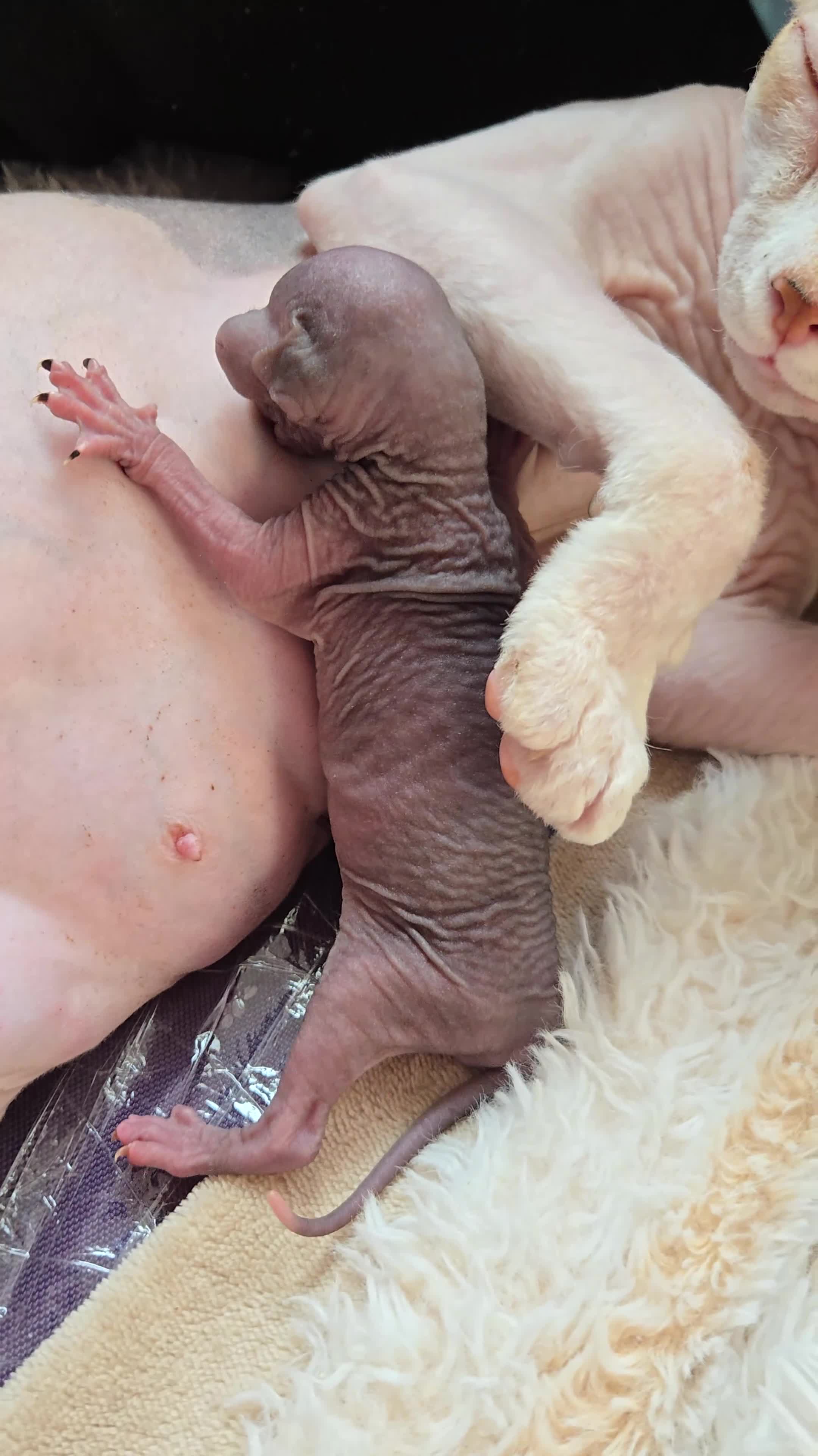 Sphynx cats for sale: Stunning Sphynx boy kitten TICA & GCCF  - Video 1