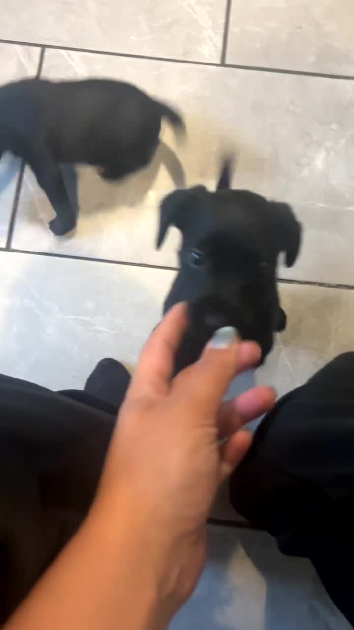 Patterdale Terrier dogs for sale: PURE Patterdale Terrier  - Video 1