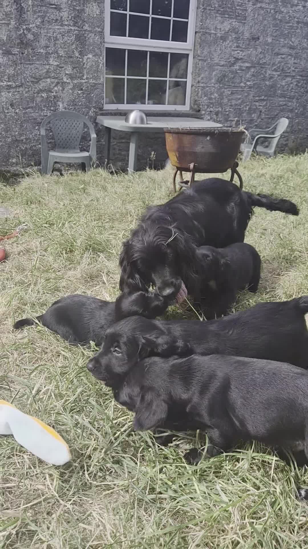 Mixed Breed dogs for sale: Cocker x Collie Puppies in Launceston - Video 1
