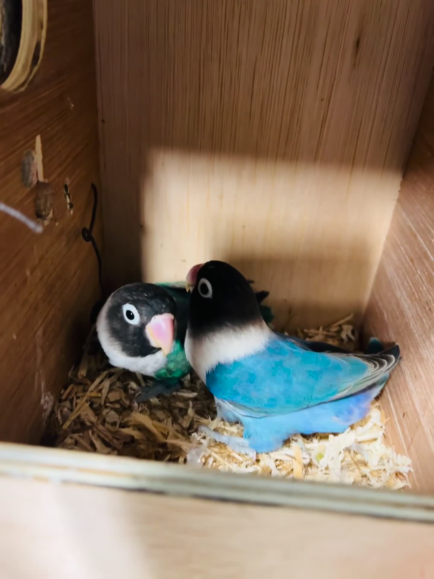 Lovebirds birds for sale: Breeding pair of lovebirds  - Video 1