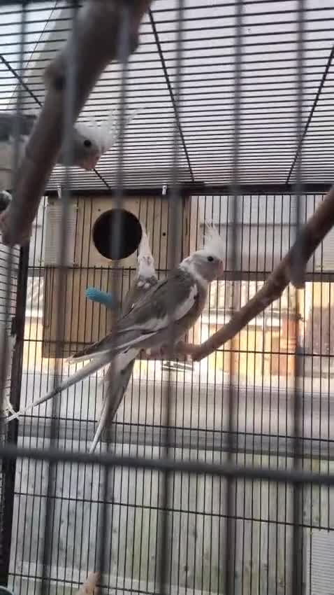 Cockatiels birds for sale: Cockatiels 🕊️ I Babies and Adults Available  - Video 1
