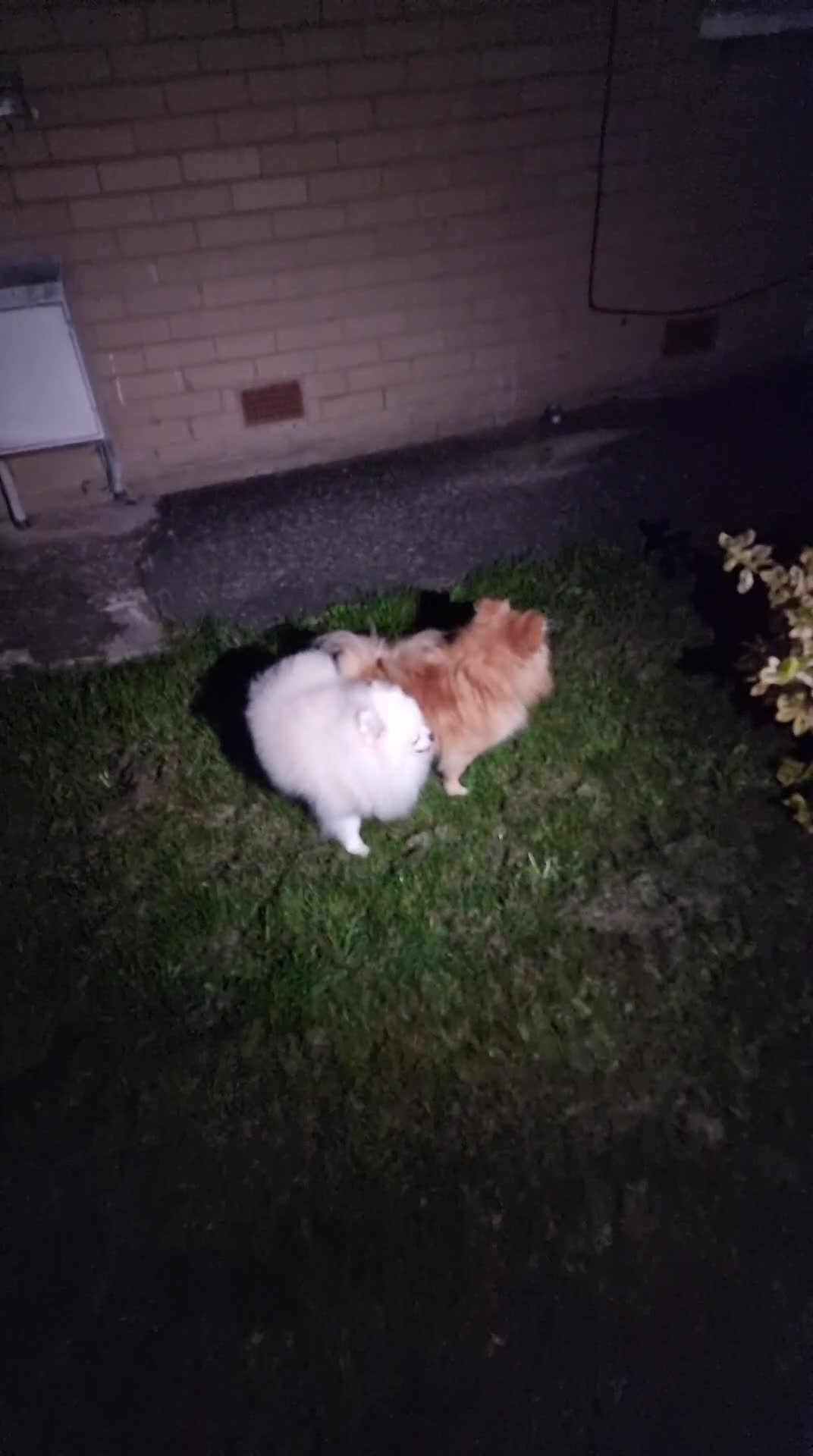 Pomeranian dogs for sale: Pomeranian  - Video 1