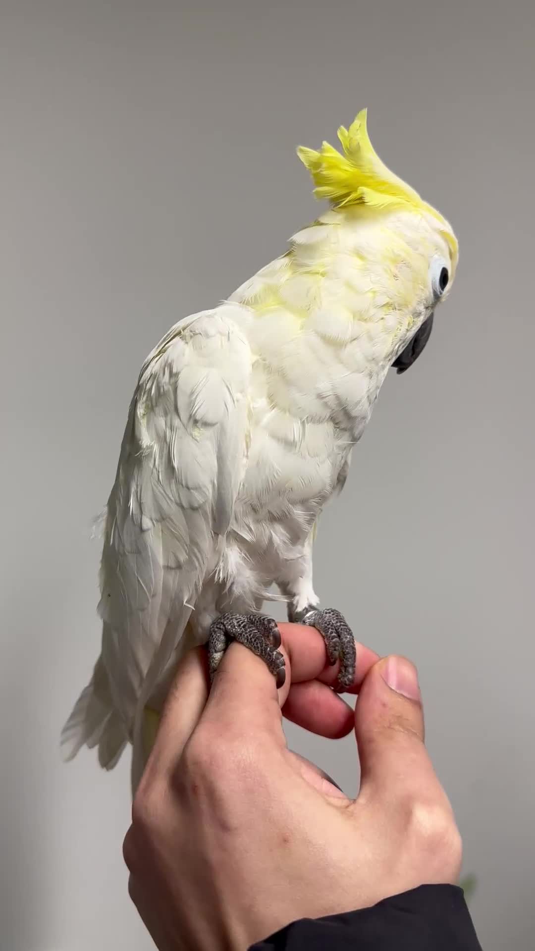 Cockatoo birds for sale: Baby lesser sulfer crested cockatoo  - Video 1