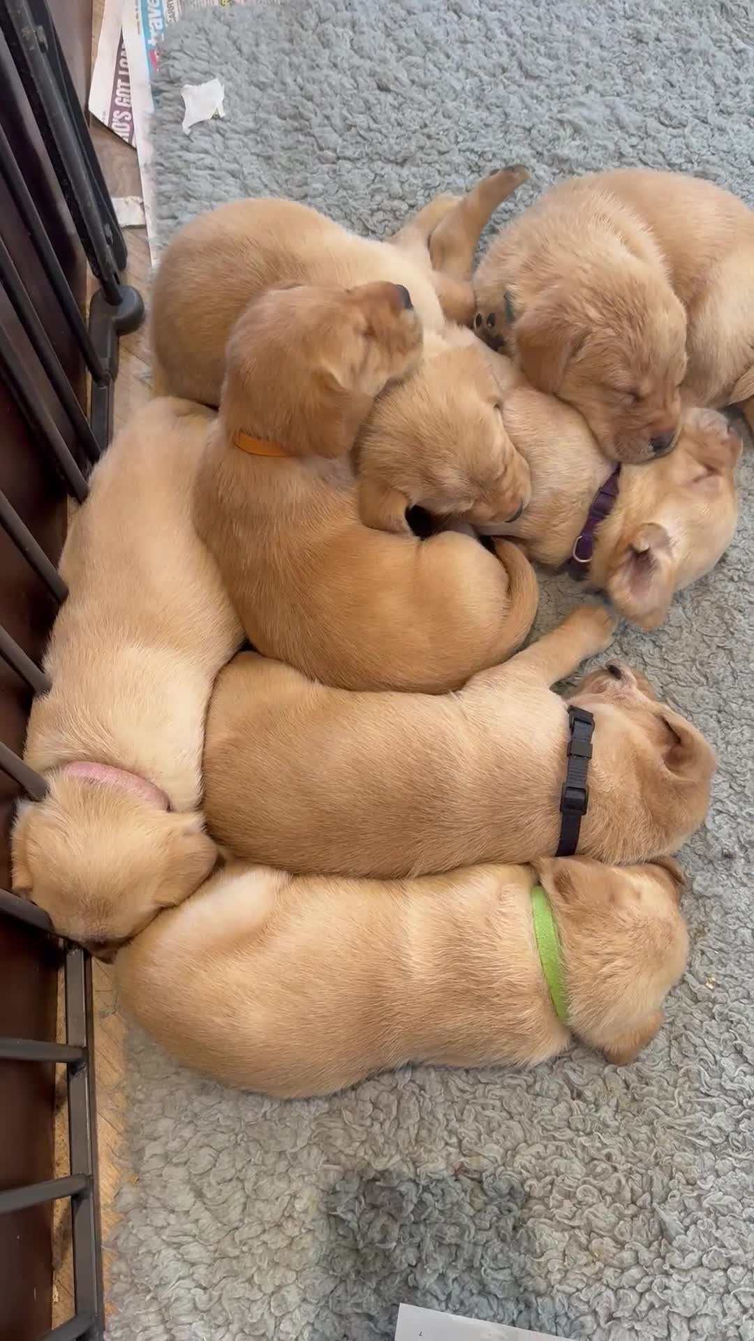Labrador Retriever dogs for sale: K.C.Reg Superb Labrador Puppies - Video 5