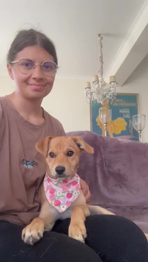 Mixed Breed dogs for adoption: Tranquil Trudie - Video 2