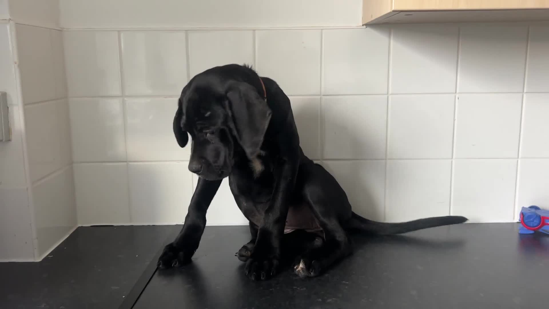 Cane Corso dogs for sale: Cane corso puppies  - Video 2