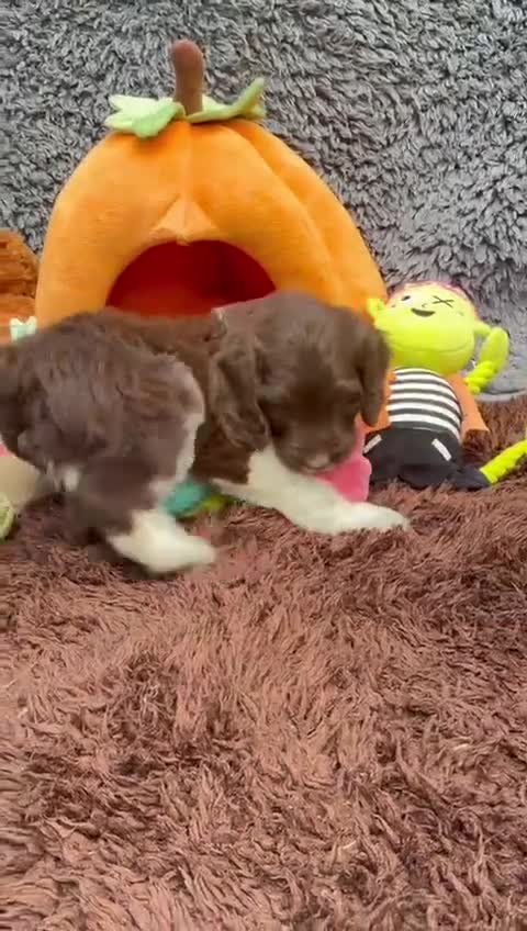 Sproodle dogs for sale: Sproodles - Video 2