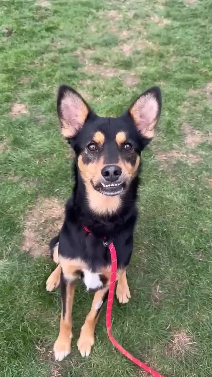 Mixed Breed dogs for adoption: Gorgeous GEORGE  - Video 2