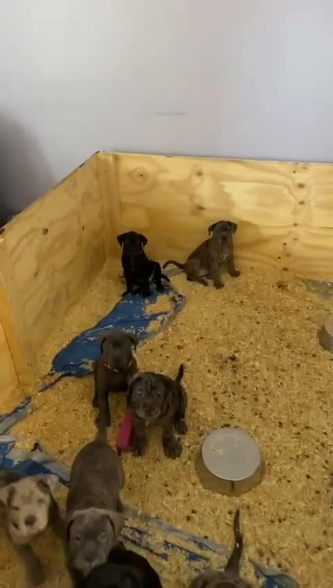 Cane Corso dogs for sale: Beautiful Cane Corso Puppies. - Video 3