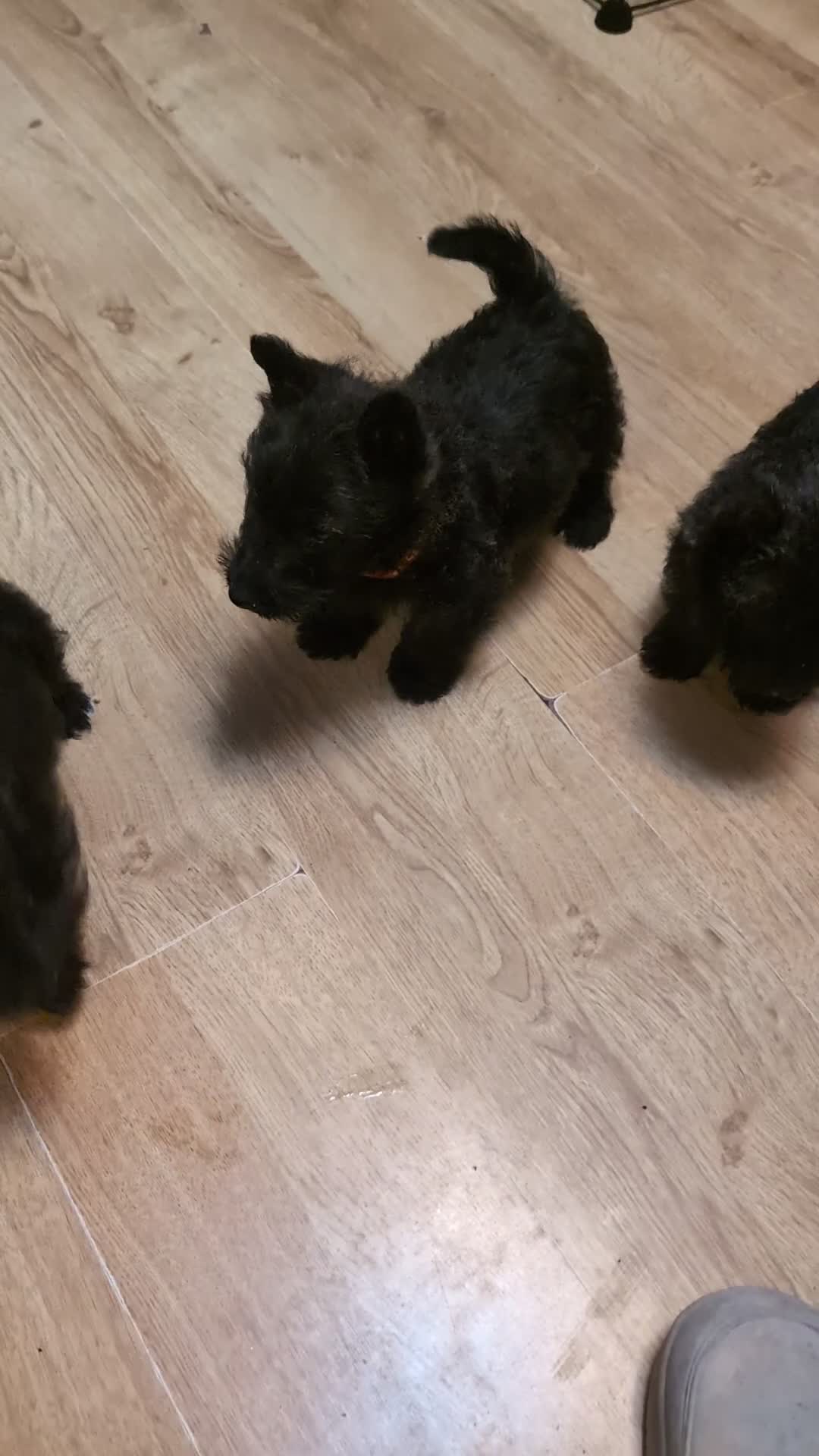 Scottish Terrier dogs for sale: Scottish terrier pup for sale - Video 1