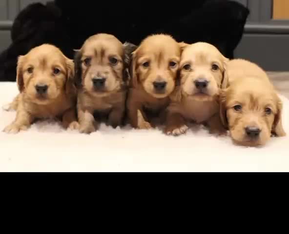 Miniature Dachshund dogs for sale: READYNOW KC cream L/H Health tested Mini Dachshund - Video 2