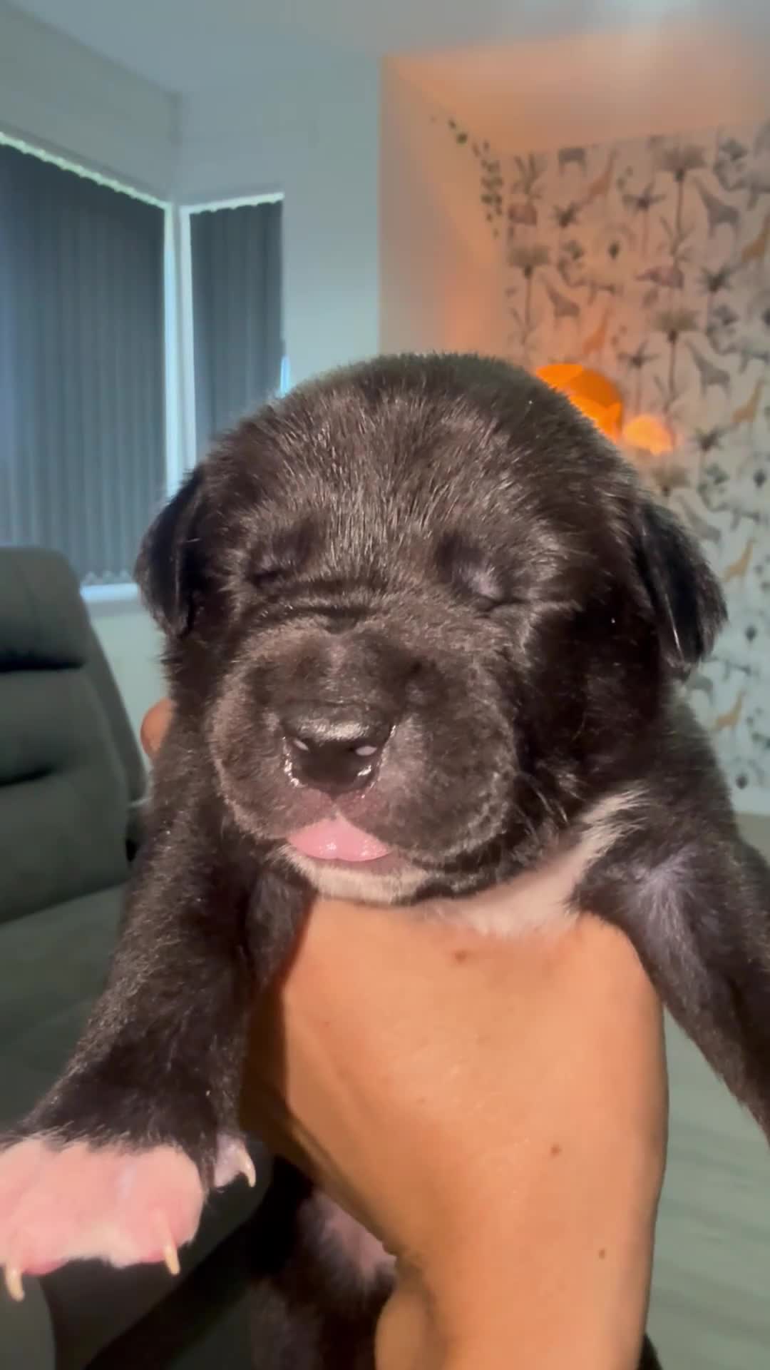 Mixed Breed dogs for sale: Border Collie x American Bully pups  - Video 1