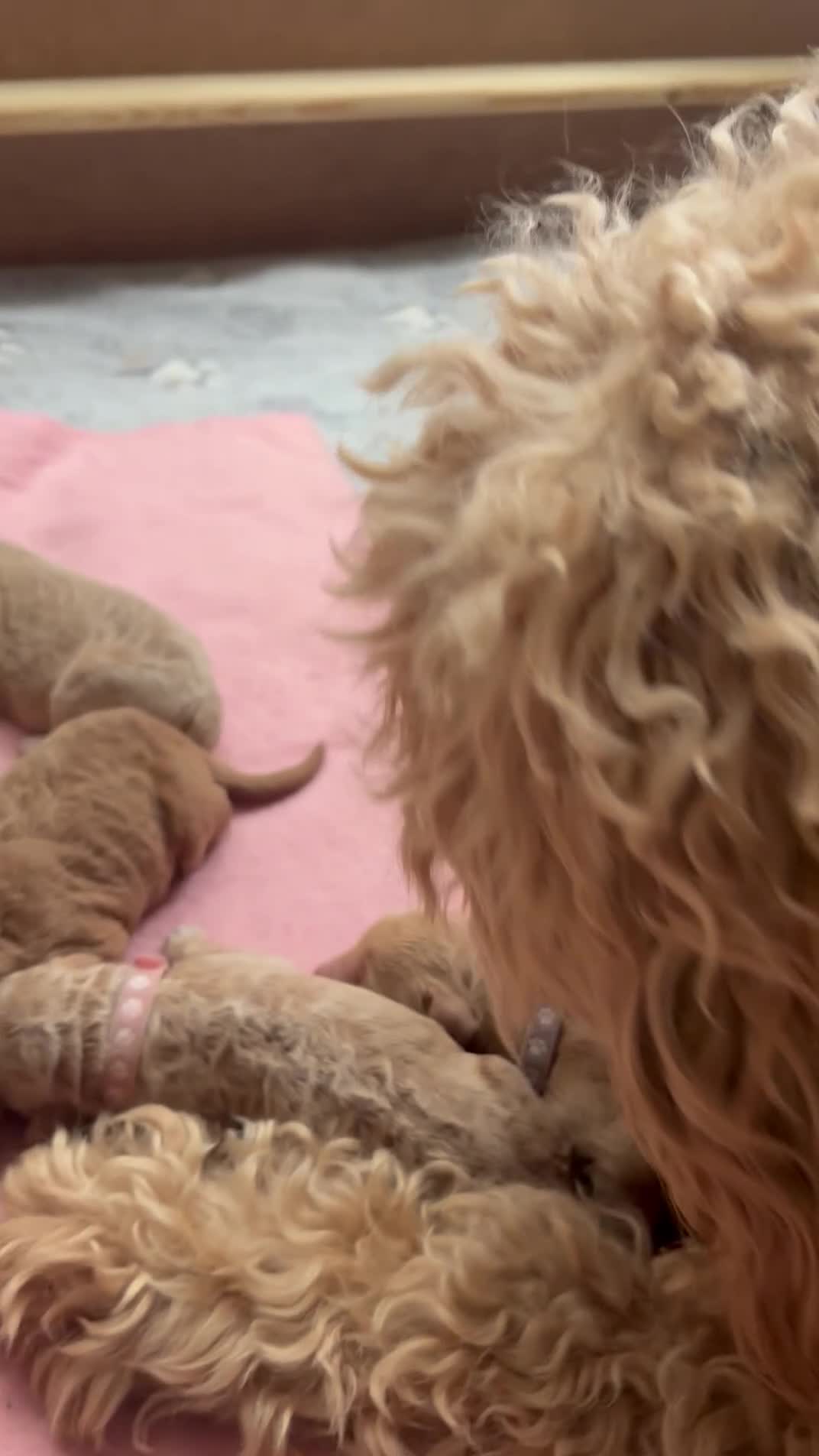 Double Doodle dogs for sale: Beautiful double/golden doodles from family pet - Video 5