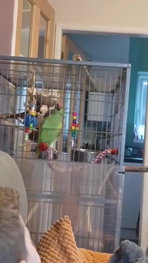 Ringnecks birds for sale: Beautiful Indian Ringneck & Cage - Video 1