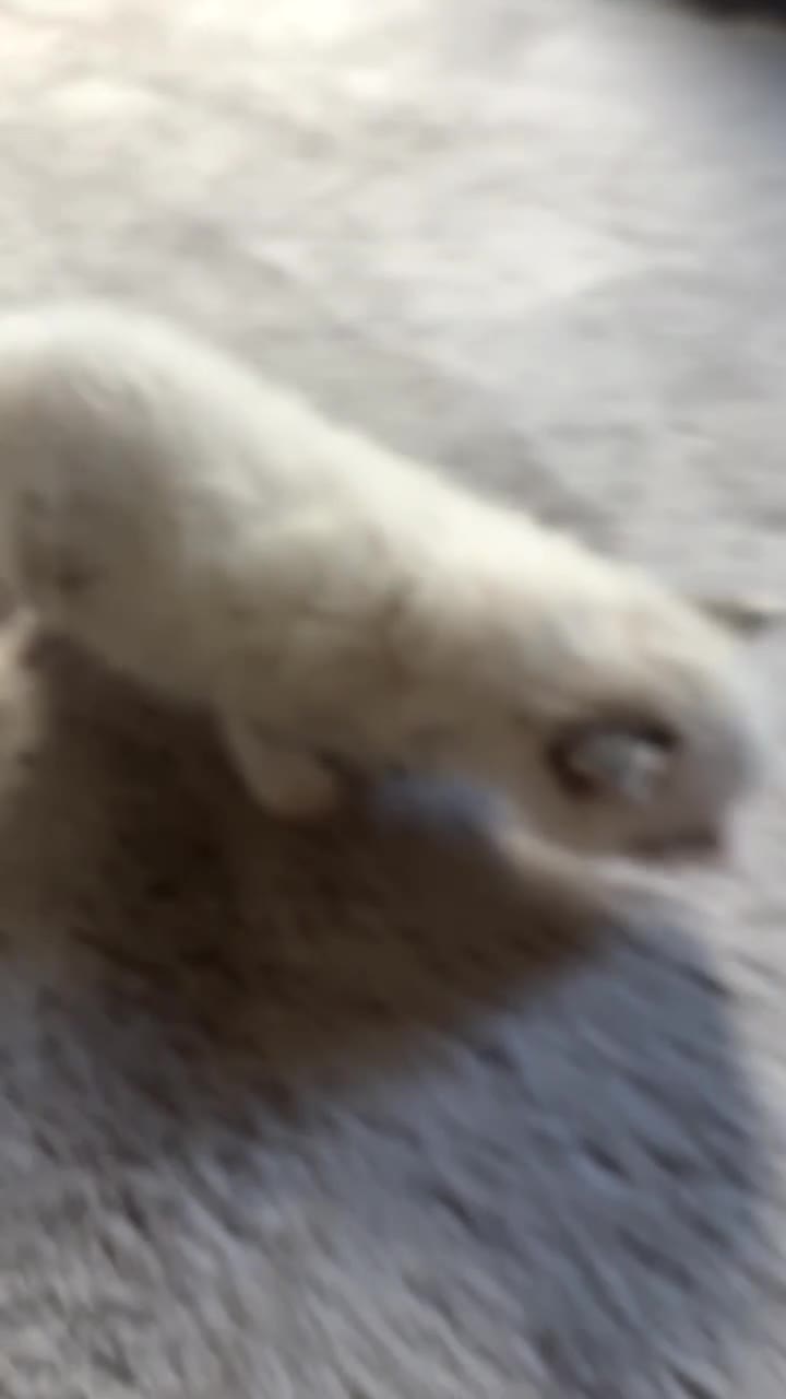 Ragdoll cats for sale: 1 Bicolour 2 seals Ragdoll kittens left - Video 1
