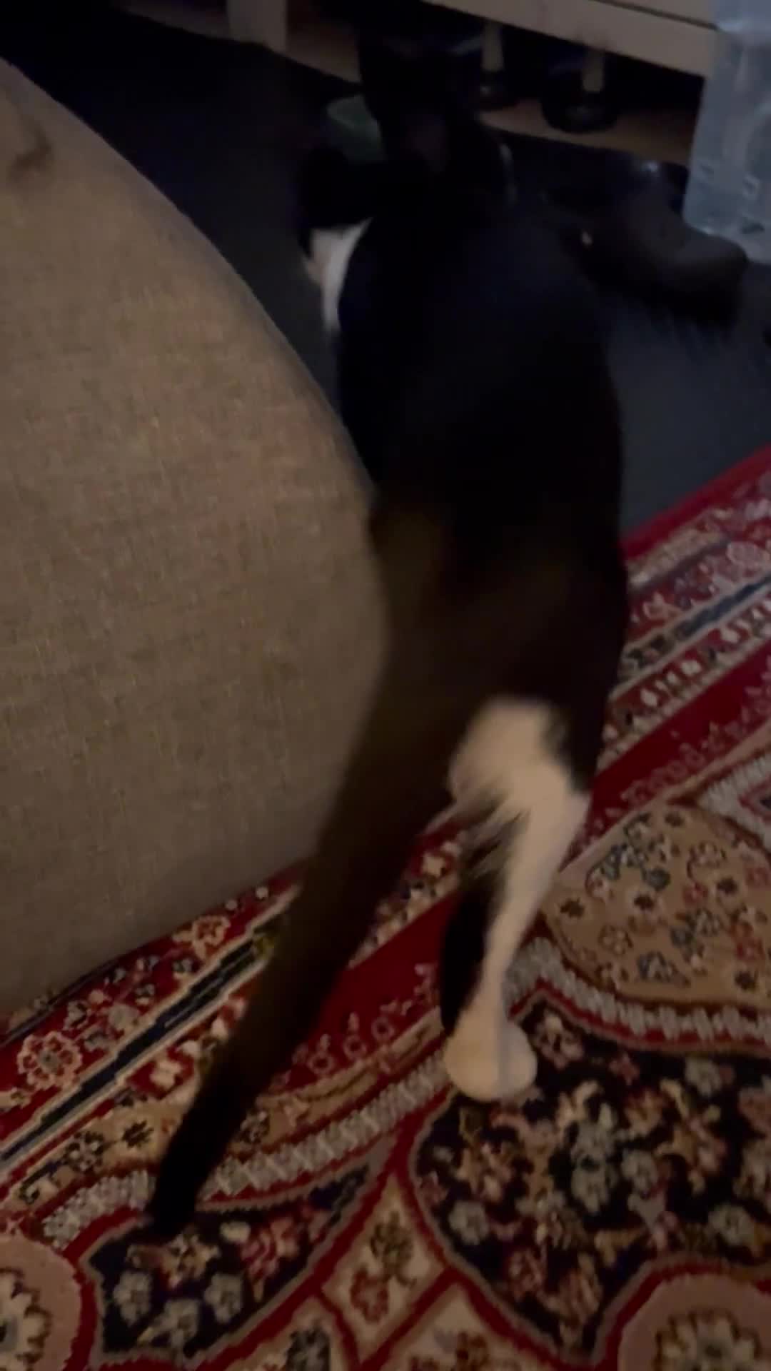 Mixed Breed cats for sale: Lovey mixed breed cat - Video 1