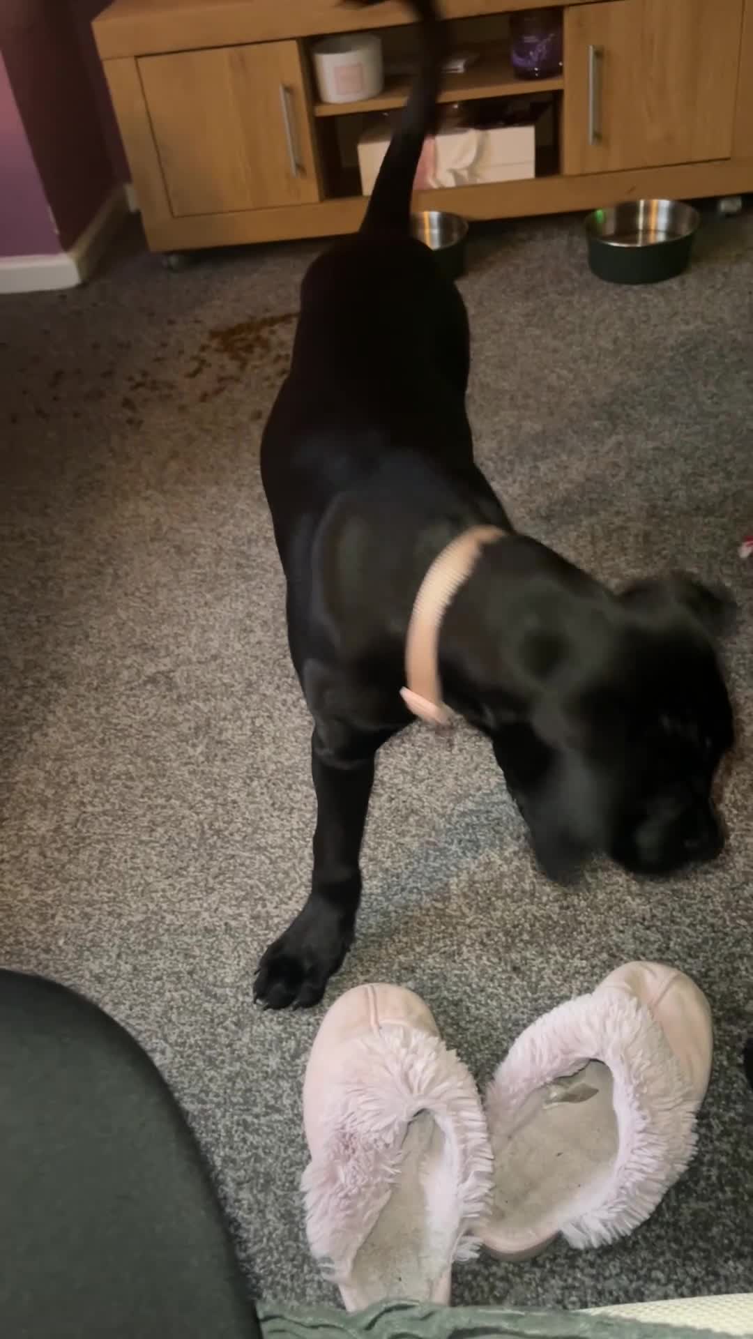 Mixed Breed dogs for sale: Panther in Leominster - Video 4