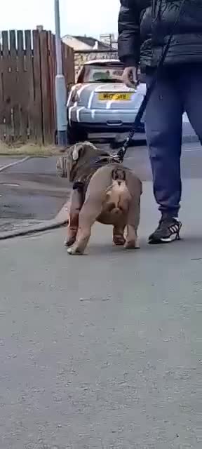 English Bulldog dogs for stud: Charlie for stud lilac and tan fullsuit - Video 3