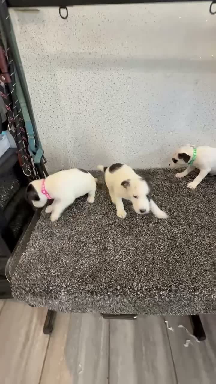 Jack Russell dogs for sale: Working type jack Russell pups  - Video 2