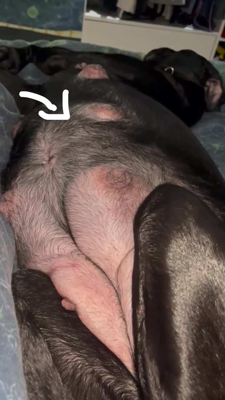 Cane Corso dogs for sale: 🐾 Beautiful Cane Corso Puppies for Sale 🐾 - Video 1