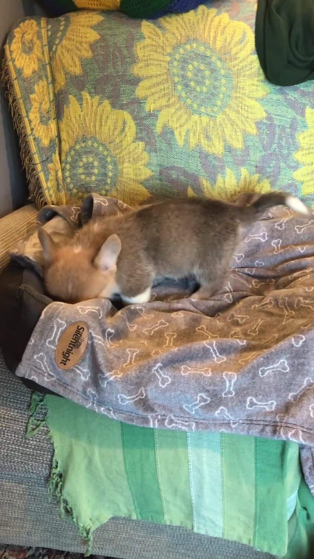 Welsh Corgi Pembroke dogs for sale: Pembroke Corgi  - Video 4