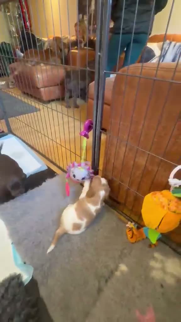 Cocker Spaniel dogs for sale: Beautiful Working Cocker Spaniel Puppies 🐾 - Video 1