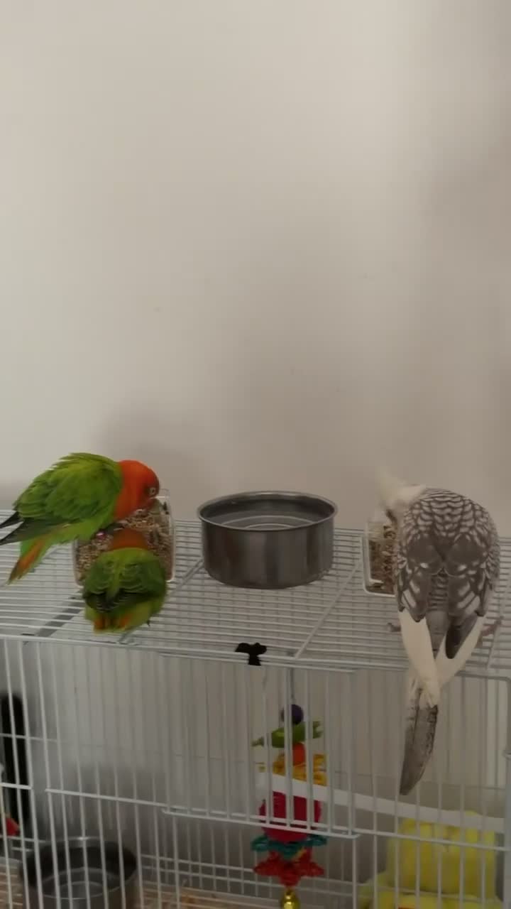 Lovebirds birds for sale: Two beautiful lovebirds!!!🦜 in London - Video 2