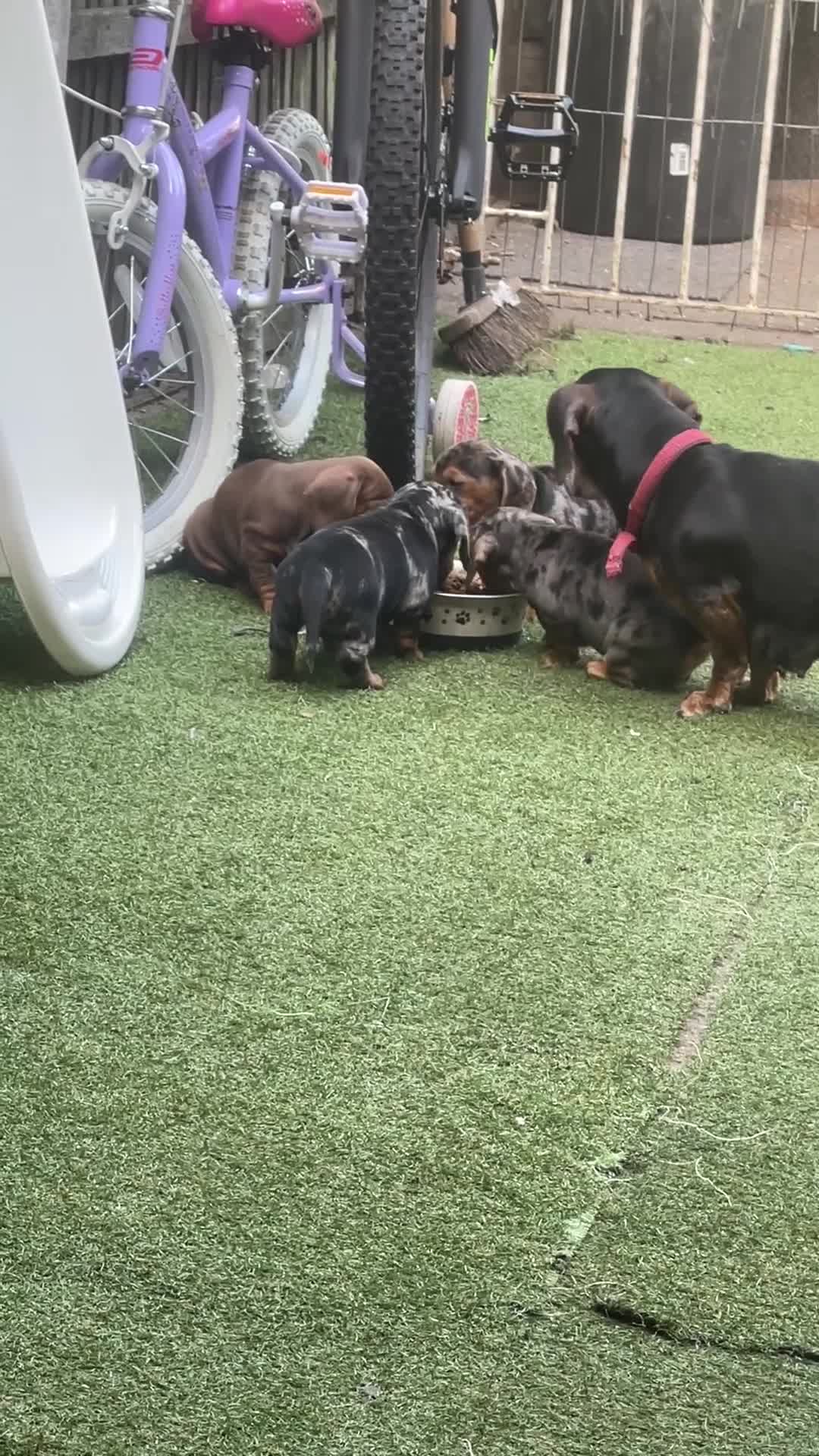 Dachshund dogs for sale: Dachshund miniature in Worksop - Video 1