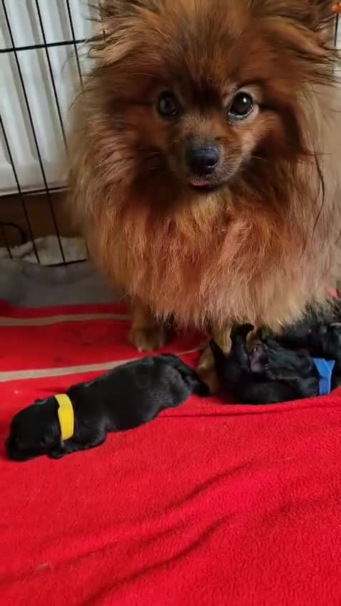 Pomeranian dogs for sale: KC registered  ** mall black Pomeranian Boys - Video 1