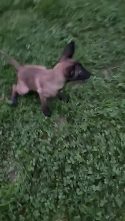 Belgian Shepherd Dog dogs for sale: Belgian malinois puppies  - Video 1