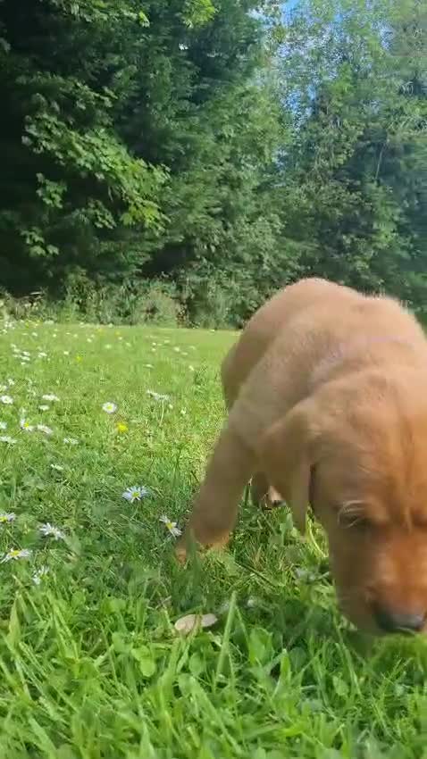 Labrador Retriever dogs for stud: Fox Red Labrador Available for Stud.  - Video 1