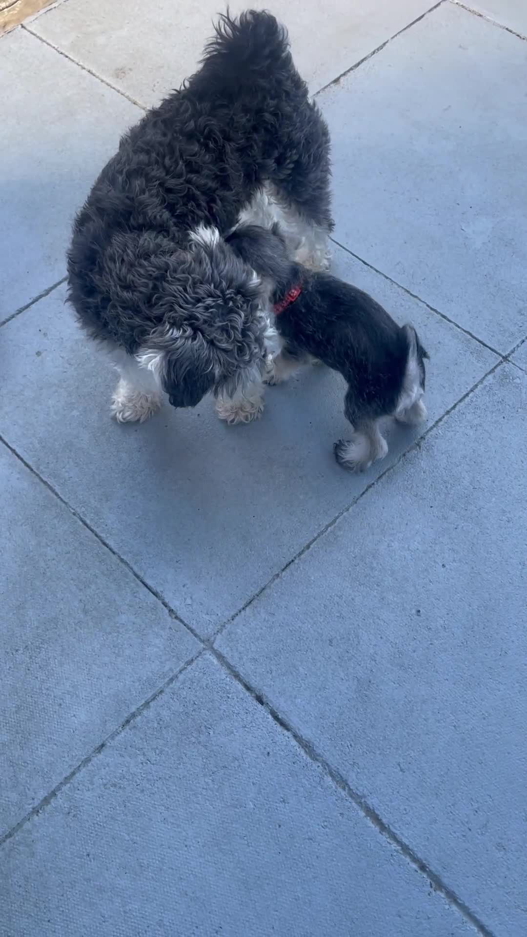 Miniature Schnauzer dogs for sale: KC Beautiful miniature Schnauzers  - Video 2